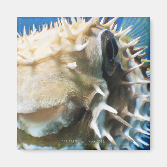 Imã Ilhas Maldivas (Frente)