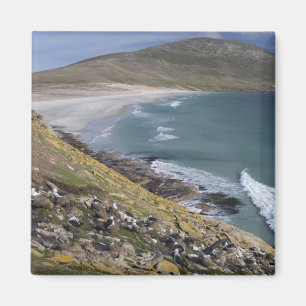 Imã Ilhas Malvinas, Malvinas Ocidental, Saunders