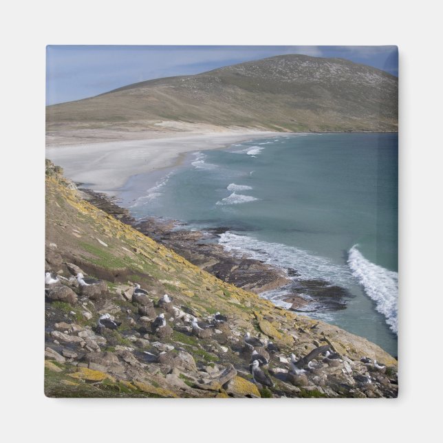 Imã Ilhas Malvinas, Malvinas Ocidental, Saunders (Frente)