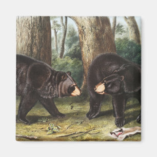 Imã Ilustração Americana do Urso Negro Americano