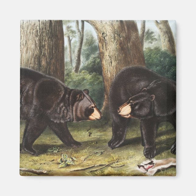 Imã Ilustração Americana do Urso Negro Americano (Frente)