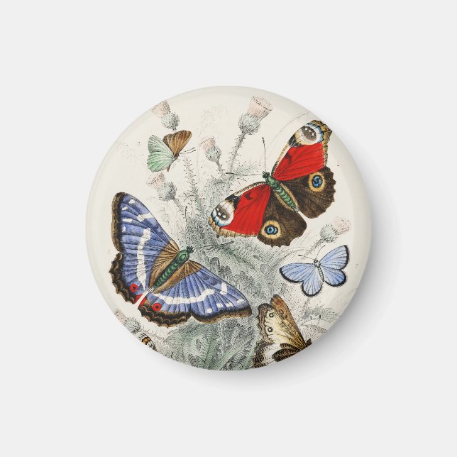 Imã Ilustração Botânica Científica de Borboleta Vintag (Frente)