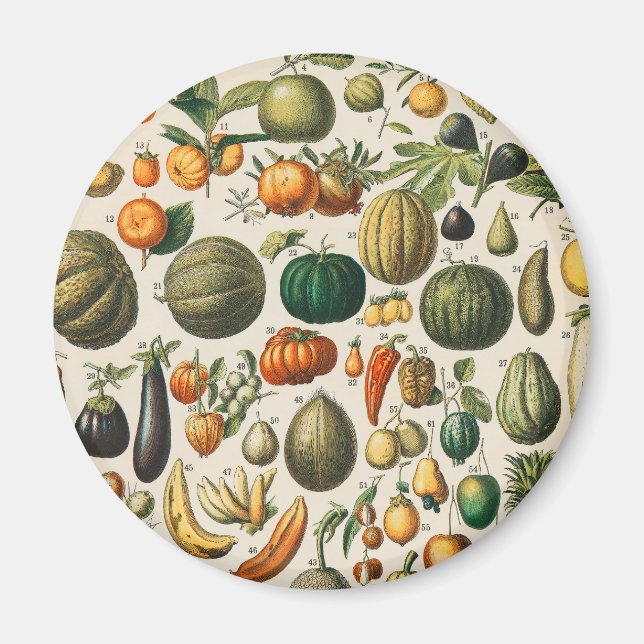 Imã Ilustração Científica Botânica Vegetal fruta (Frente)