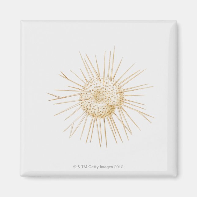 Imã Ilustração da casca de foraminiferano (Frente)