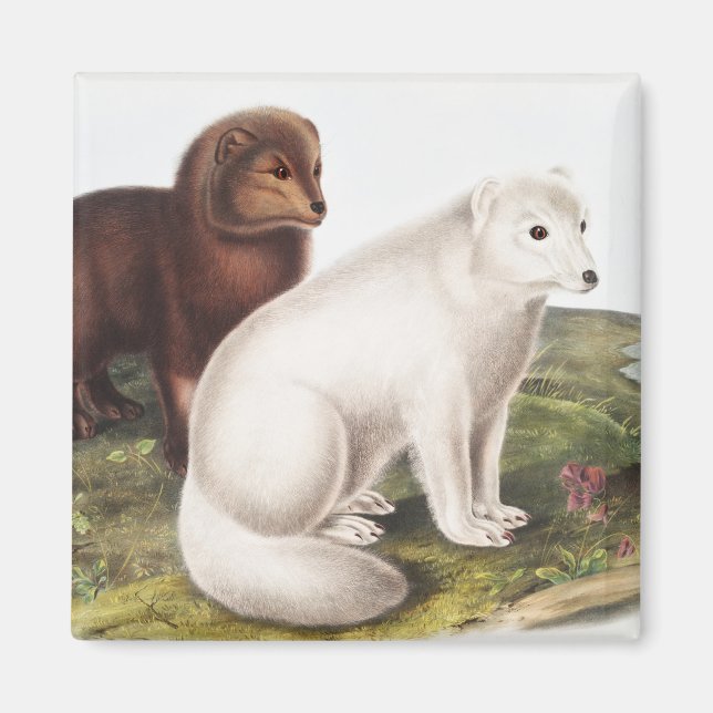 Imã Ilustração da Raposa Árctica (Vulpes lagopus) (Frente)