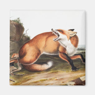 Imã Ilustração da Raposa Vermelha Americana (Vulpes