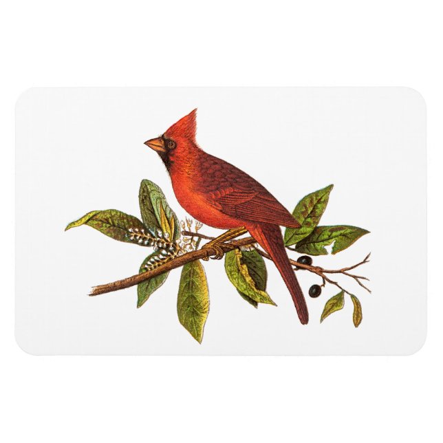 Ímã Ilustração das aves cardinais Vintage - década de  (Horizontal)
