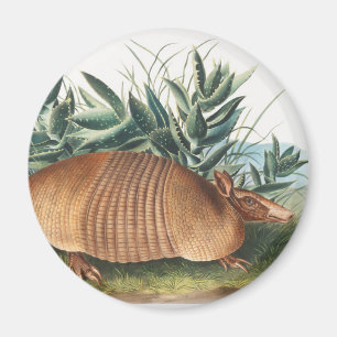 Imã Ilustração de Armadillo (Dasypus Peba) com nove