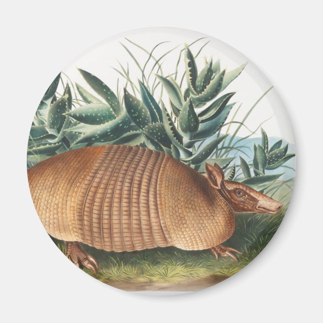 Imã Ilustração de Armadillo (Dasypus Peba) com nove fa (Frente)