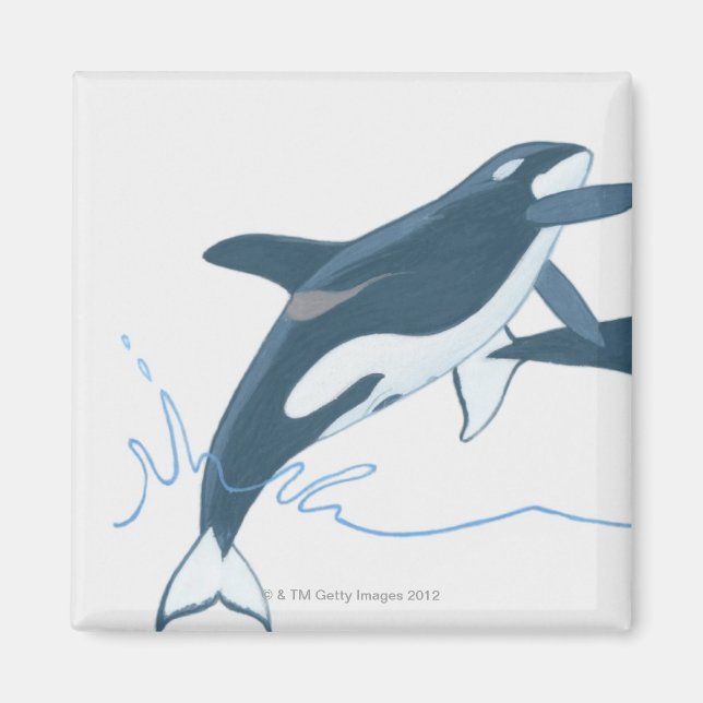 Imã Ilustração de Baleias Assassinas (Orcinus orca) (Frente)