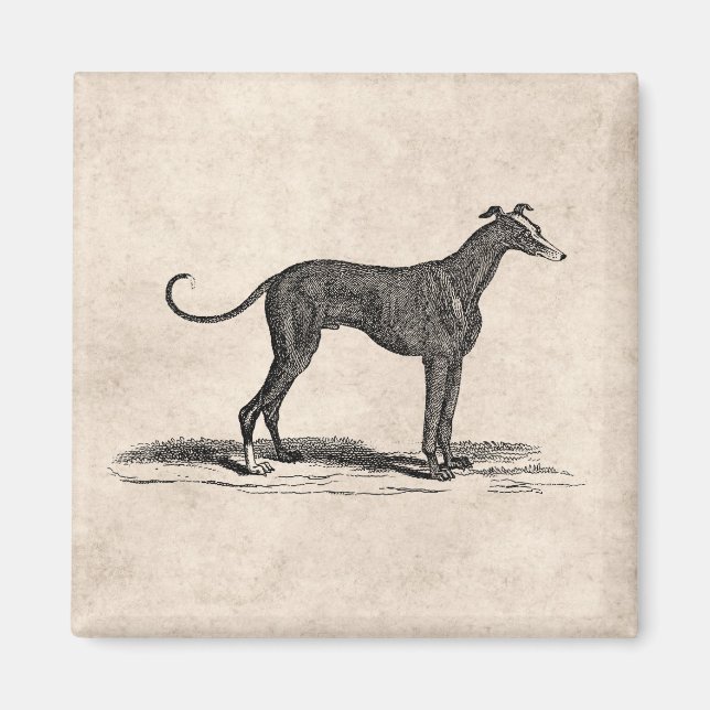 Imã Ilustração de Cães de Greyhound dos anos 1800 - Cã (Frente)
