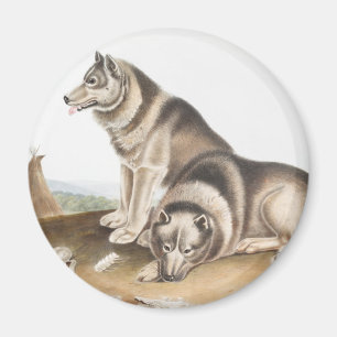 Imã Ilustração de Cão Esquimaux (Canis familiaris)