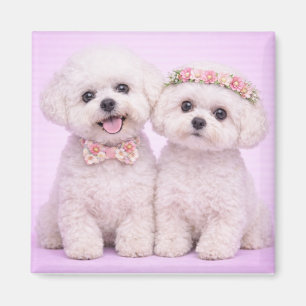 Imã Ilustração de Casal de Bichon Frise Fofo para o Di