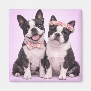 Imã Ilustração de casal de Boston Terrier fofo para o