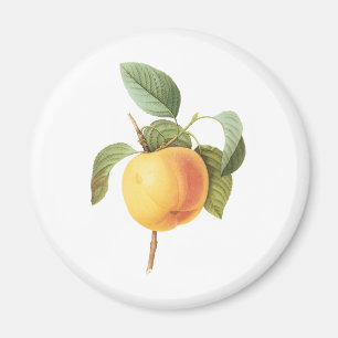 Imã Ilustração de comida de fruta antiga, maçã Calvill