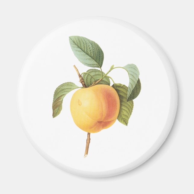 Imã Ilustração de comida de fruta antiga, maçã Calvill (Frente)