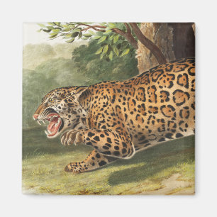 Imã Ilustração de Jaguar (Felis onca)