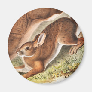Imã Ilustração de Lepus Americanus (norte Hare)