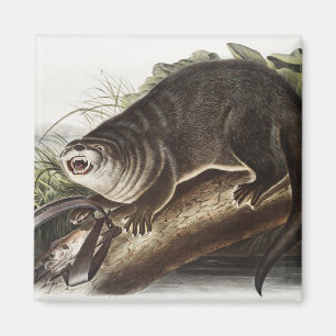 Imã Ilustração de lontra canadiana (Lutra canadiensi