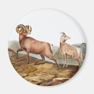 Imã Ilustração de Ovis montana (Rocky Mountain Sheep)