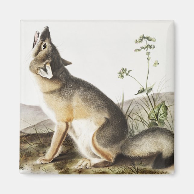 Imã Ilustração de Raposa Swift (Vulpes velox) (Frente)