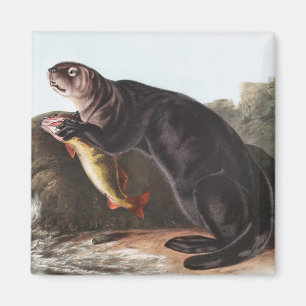 Imã Ilustração de Sea Otter (Enhydra marina)