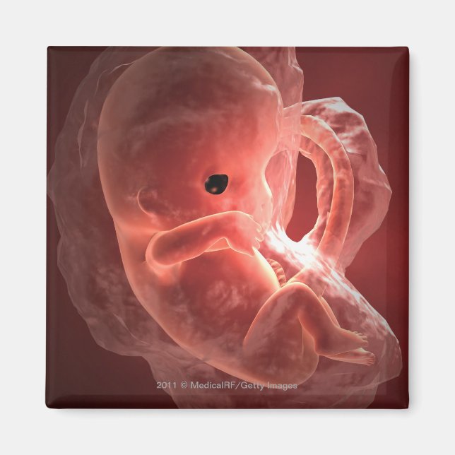 Imã Ilustração de um embrião em desenvolvimento (Frente)