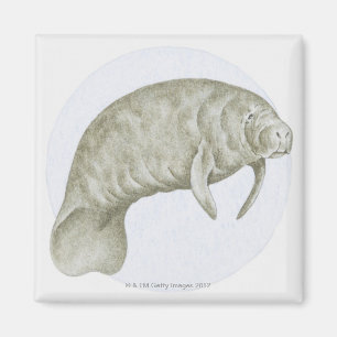 Imã Ilustração de um peixe-boi (sp de Trichechus.)