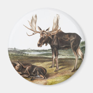 Imã Ilustração de veado de alces servo