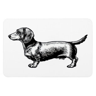 Ímã Ilustração de Xilogravura Vintage de Dachshund
