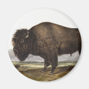 Imã Ilustração do American Bison (Bos Americanus)