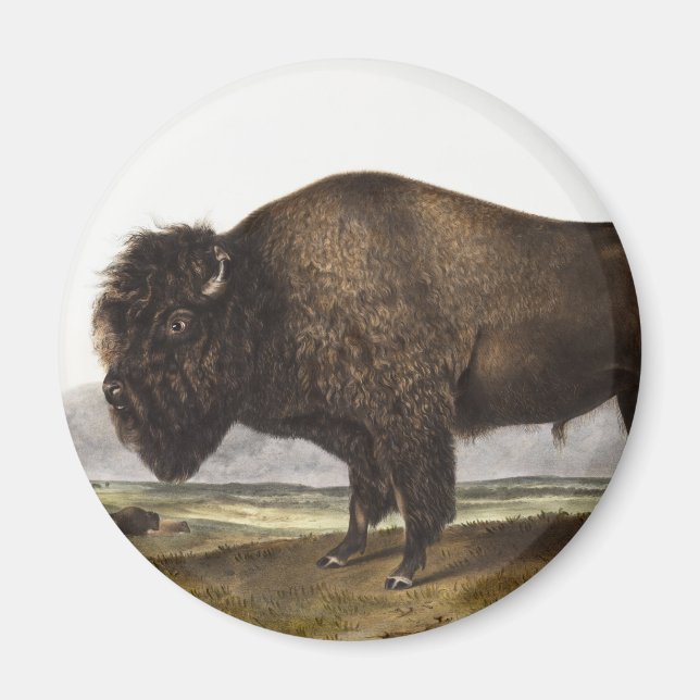 Imã Ilustração do American Bison (Bos Americanus) (Frente)