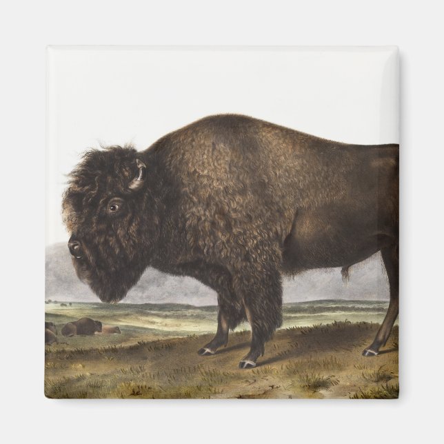 Imã Ilustração do American Bison (Bos Americanus) (Frente)