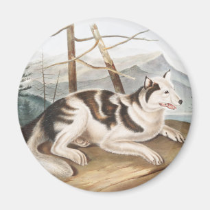 Imã Ilustração do Cão Índio lebre (Canis familiari