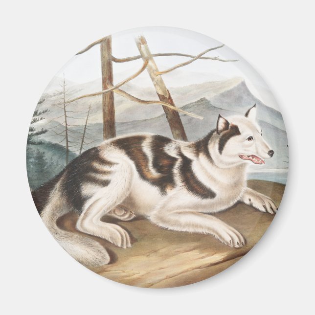 Imã Ilustração do Cão Índio lebre (Canis familiaris) (Frente)