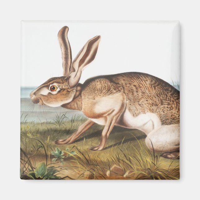 Imã Ilustração do Coelho da Lepus Texianus (Frente)
