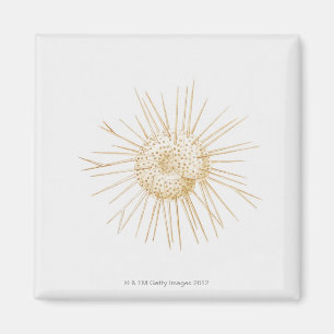 Imã Ilustração do escudo do foraminiferan