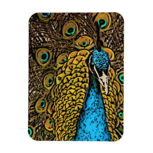 Ímã Ilustração do esplendor do pavão