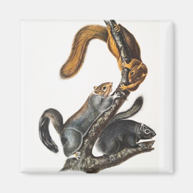 Imã Ilustração do Esquilo Gato (Sciurus cinereus) (Frente)