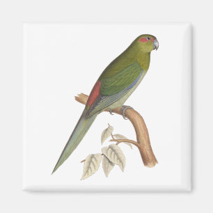 Imã Ilustração do Parakeet de Tahiti, C. 1849