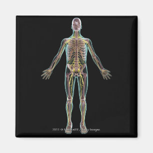 Imã Ilustração do sistema nervoso