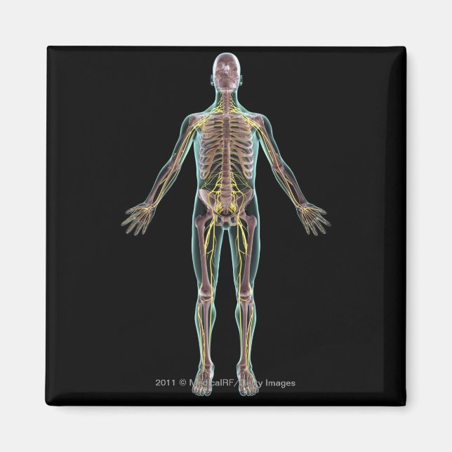 Imã Ilustração do sistema nervoso (Frente)