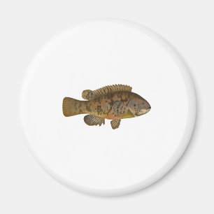 Imã Ilustração do Tautog