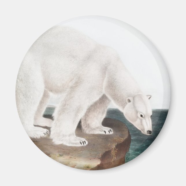 Imã Ilustração do Urso Polar (Ursus maritimus) (Frente)