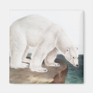 Imã Ilustração do Urso Polar (Ursus maritimus)