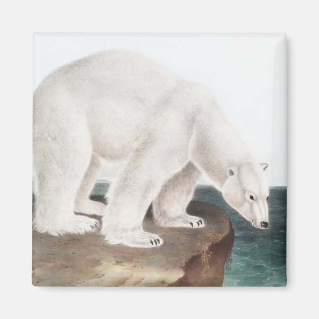 Imã Ilustração do Urso Polar (Ursus maritimus) (Frente)