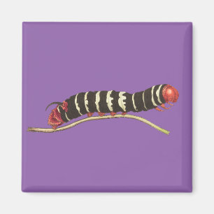 Imã Ilustração do worm Sphinx da mandioca