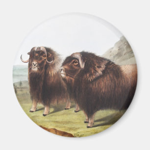 Imã Ilustração Musk Ox (Ovibos moschatus)