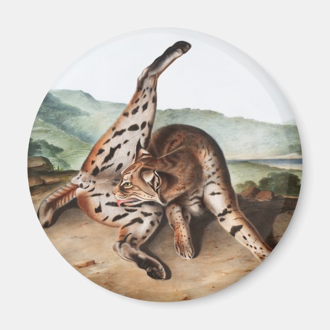 Imã Ilustração Texan Lynx (Lynx rufus var maculatus) (Frente)
