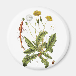 Imã Ilustração Vintage Dandelion